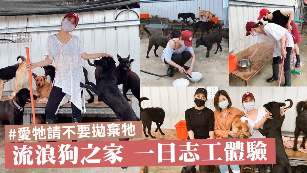 唐葳weiwei|流浪狗之家一日志工|令人心疼的無辜眼神