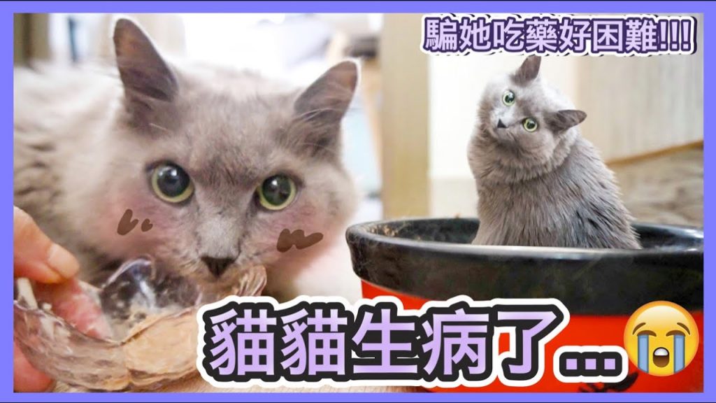 【VLOG】把藥混在貓糧中被發現了🐱…不斷嘔吐要去看醫生🚨 | 臨急抱佛腳+在家ZOOM韓文班好災難!!!💀 男友不斷在旁偷偷提醒😂😂😂