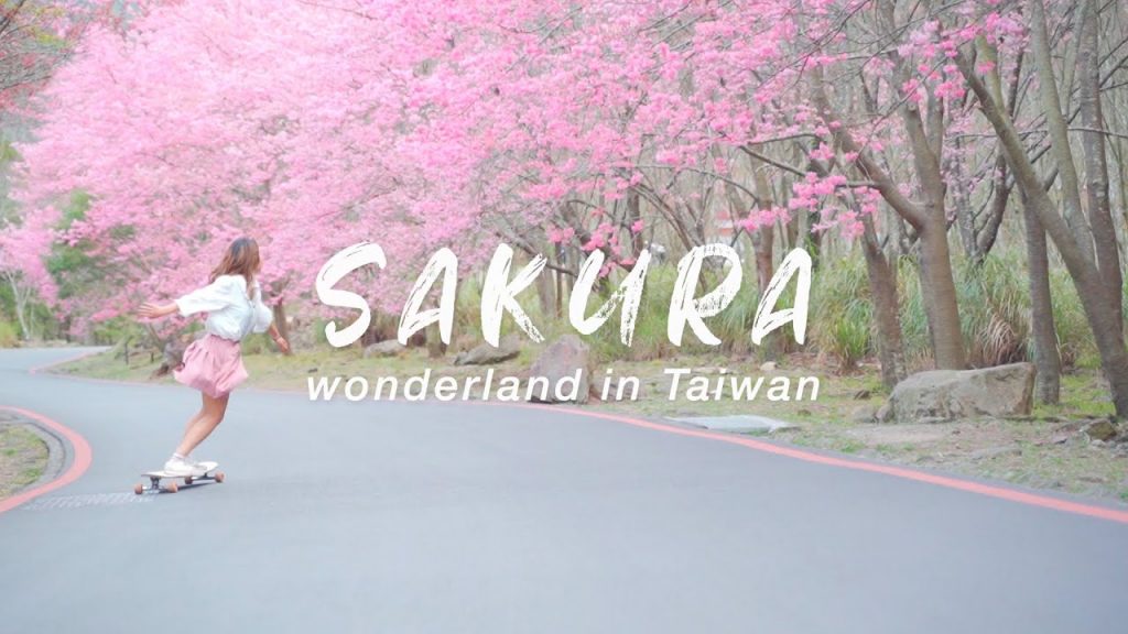 長板遊櫻花仙境|櫻花少女|長板女孩|武陵農場櫻花季