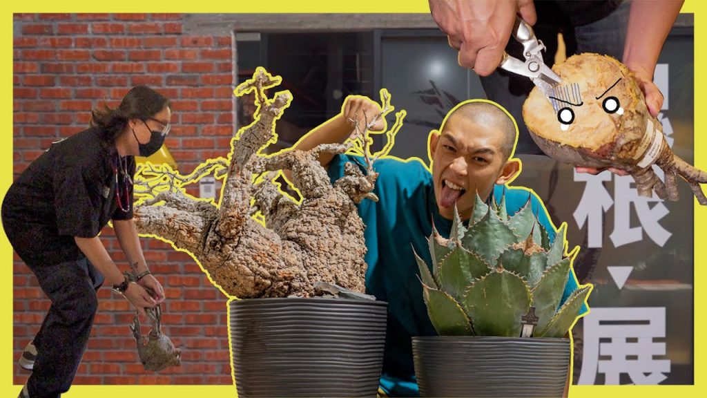 塊根植物直接切了 + 價值50,000馬幣 百年象足漆樹!!!!