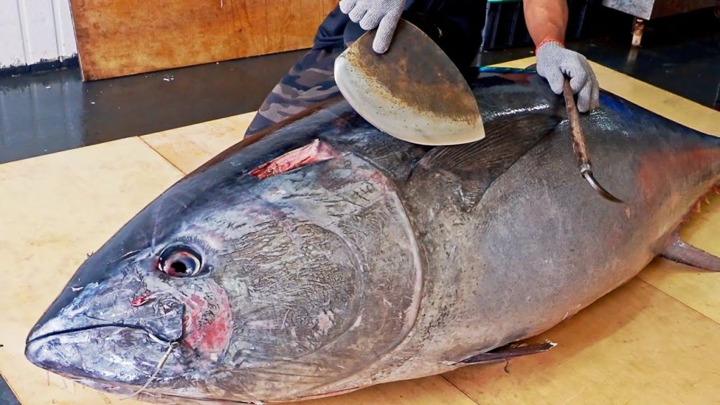 Amazing skill!500 Pound Giant bluefin tuna cutting Master, Luxurious sashimi/驚人的技巧!巨大黑鮪魚切割大師, 鮪魚金三角