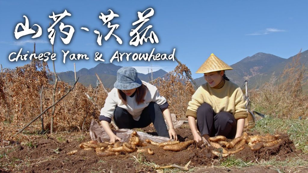 「尋根食記」——軟糯沙甜的山藥與茨菰【滇西小哥】