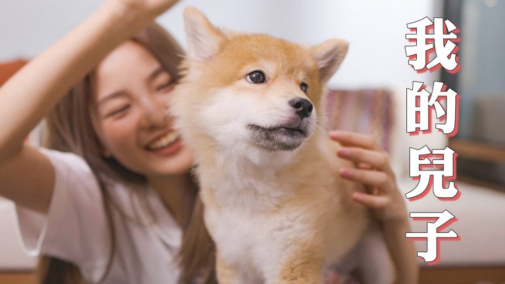 來見我的兒子吧!超傻萌長毛柴犬!