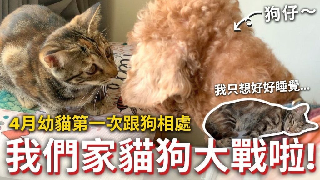 五萬訂閱後的第一個挑戰⋯我們家貓狗大戰啦‼ ️💥4個月幼貓第一次跟狗仔相處🐶可愛療癒日常紀錄📹❤️