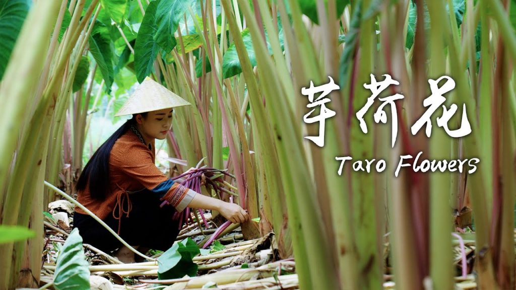 芋荷花——生時麻口,熟時軟糯的夏末粉紅【滇西小哥】