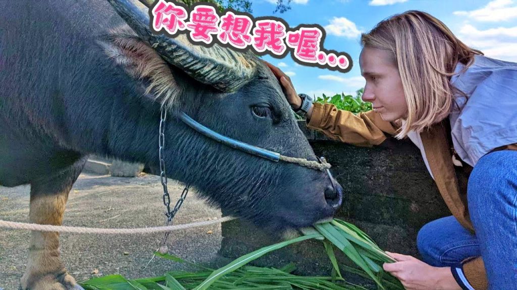 我在台灣最難忘的農村體驗☺超可愛水牛零距離接觸! 全台唯一百年石砌梯田| My Unforgettable Taiwan’s Countryside Experience