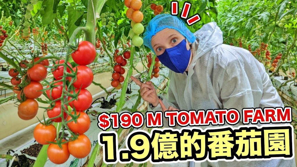 全台唯一高科技農場!竟然花了快2億種番茄😱 He Spent 190 Millions To Build Tomato Farm?!