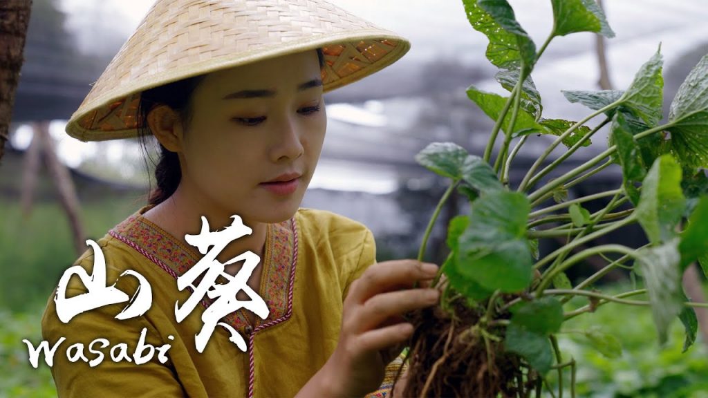 「四季調料」山葵——喚醒食物最初的美味【滇西小哥】