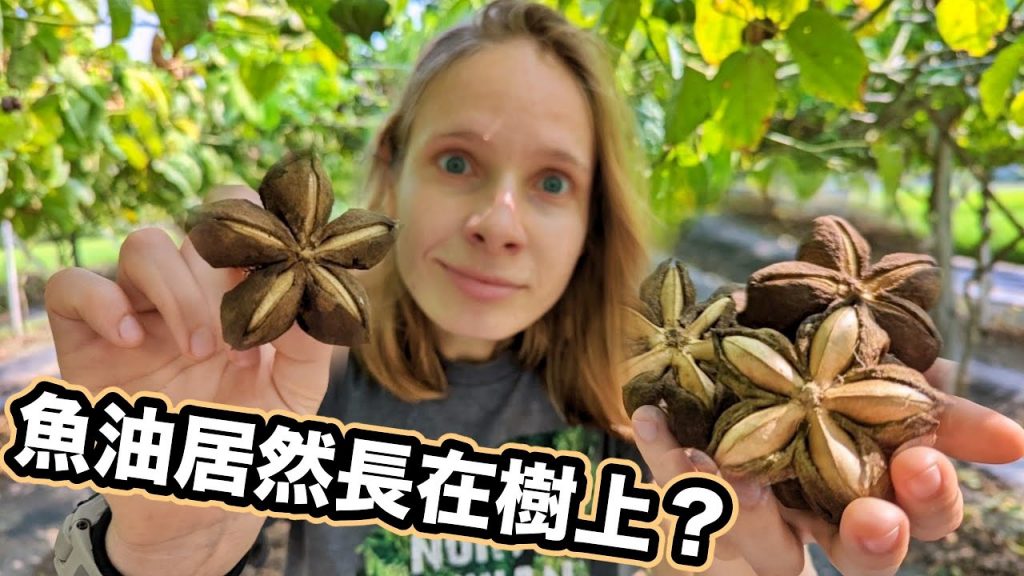 為什麼它比魚油還要健康?😲 亞馬遜叢林3000年歷史的神秘植物! 印加果油的秘密| Superfood of Incas – Sacha Inchi Fruit
