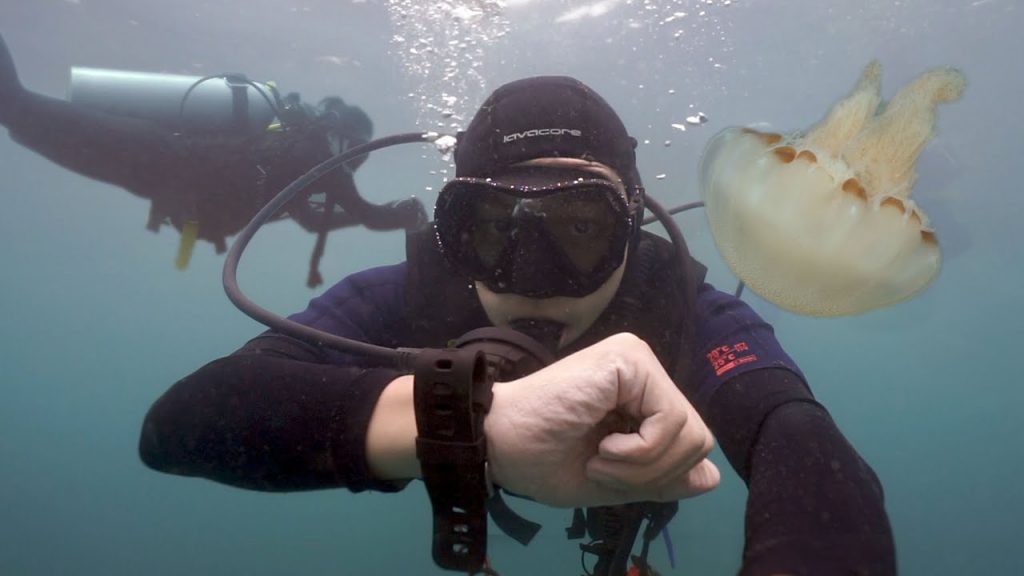 第一次看到鯊魚!Joey被水母蟄傷,很X痛!!!!