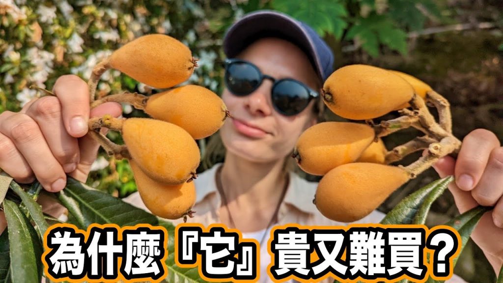 早期台灣人吃不到的水果😳 日本天皇最愛吃的聖品!枇杷膏真的有枇杷嗎? Why Is Loquat So Valuable? Taiwan Unique Fruits