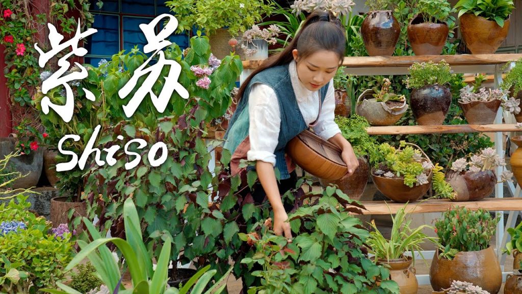 紫蘇——雙色樹葉里藏著的清新美味【滇西小哥】