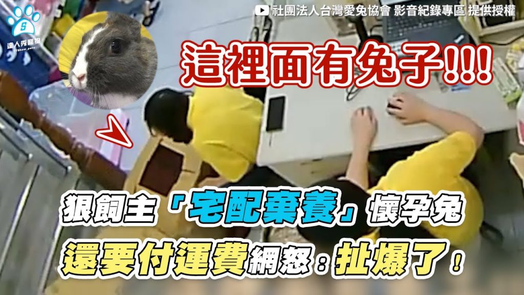 【狠飼主「宅配棄養」懷孕兔 還要付運費網怒:扯爆了!】|@社團法人台灣愛兔協會 影音紀錄專區