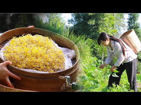 【二米炊煙】Bean Sprouts 用6個月種出的豆子,發了一筐金色的豆芽