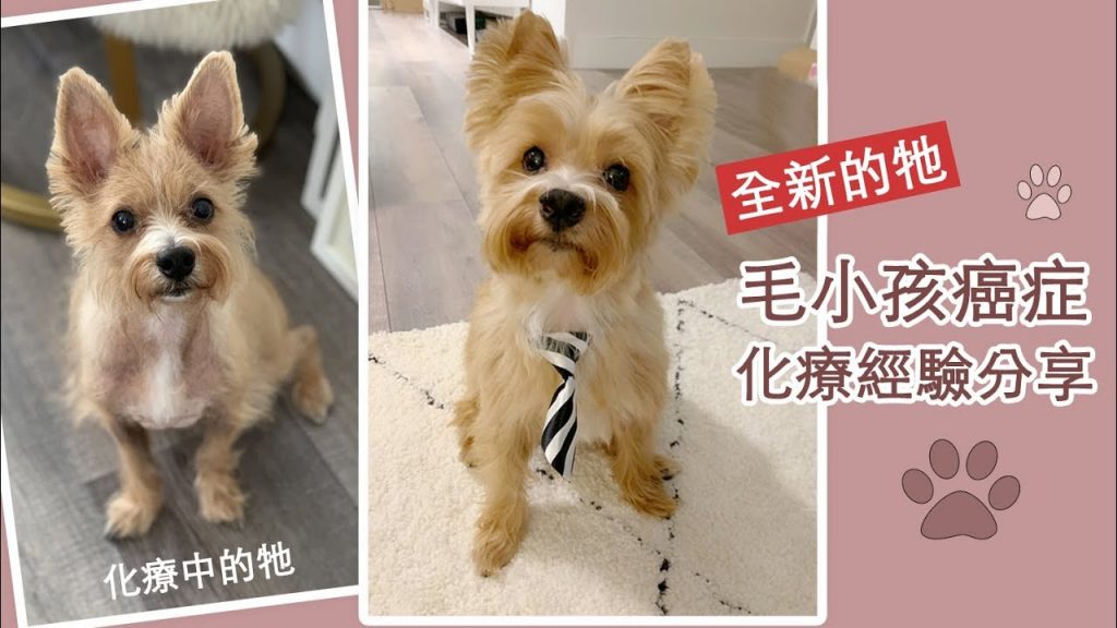 毛小孩癌症化療經驗分享,給牠一次重生的機會 | Celine C琳