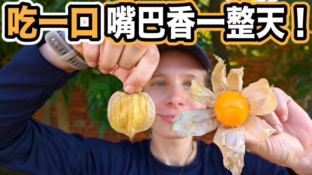 台灣快要消失的奇特水果😱 吃一口香一整天! 鄉下的天然維他命| You Will Never Guess What This Berry Tastes Like – Golden Berry
