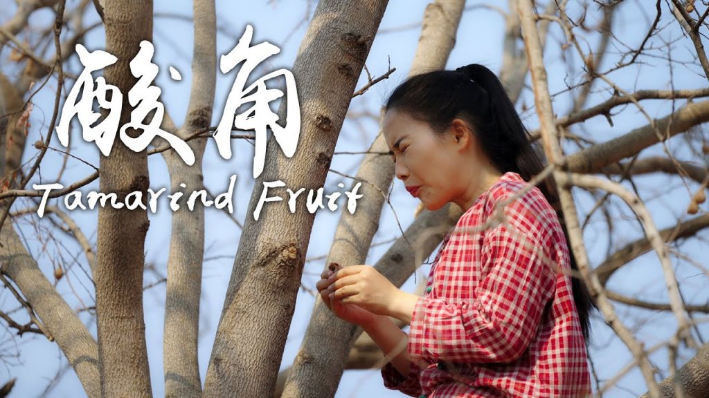 「一席一果」酸角——雲南酸味最獨特、水份最少的水果【滇西小哥】