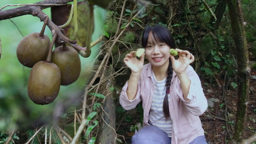 【二米炊煙】Find Wild Fruits in the Mountain 山上的野果子成熟了,進山摘了200斤野生獼猴桃