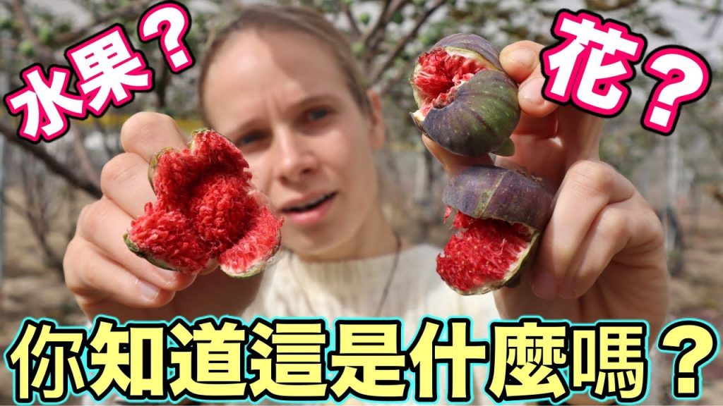台灣竟然有「它」😱世界最古老的水果!奧運選手瘋搶聖品! 日本人的不老長壽果| How Do Figs Grow? Trying Fresh Figs On A Farm