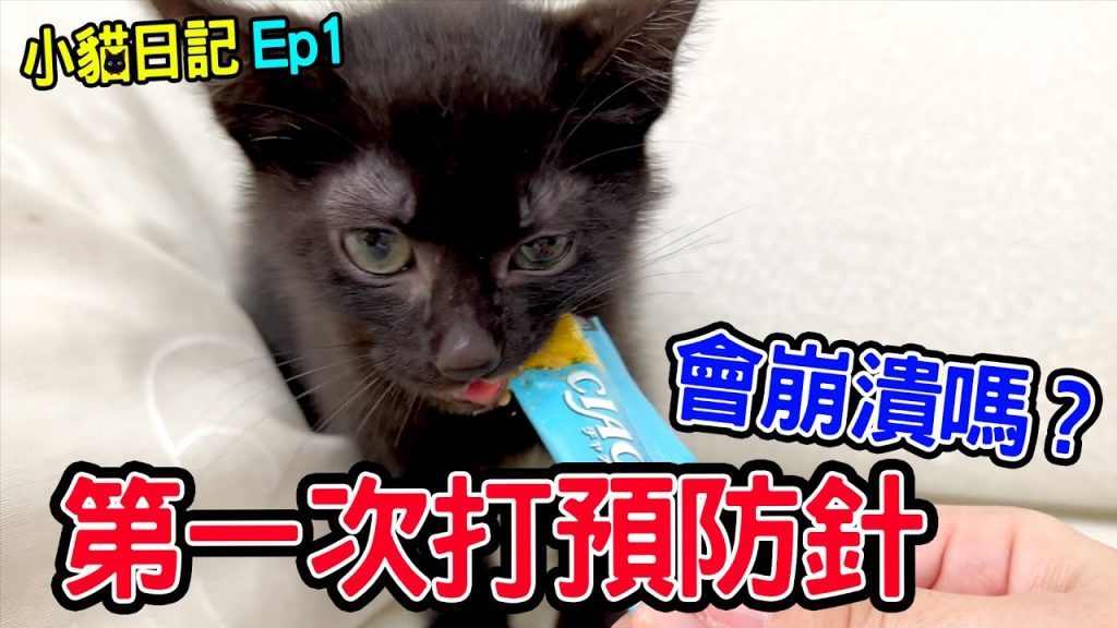 小貓日記Ep.1 | 小黑豆第一次打預防針會有什麼反應呢?奶貓- 恩恩老師EanTV