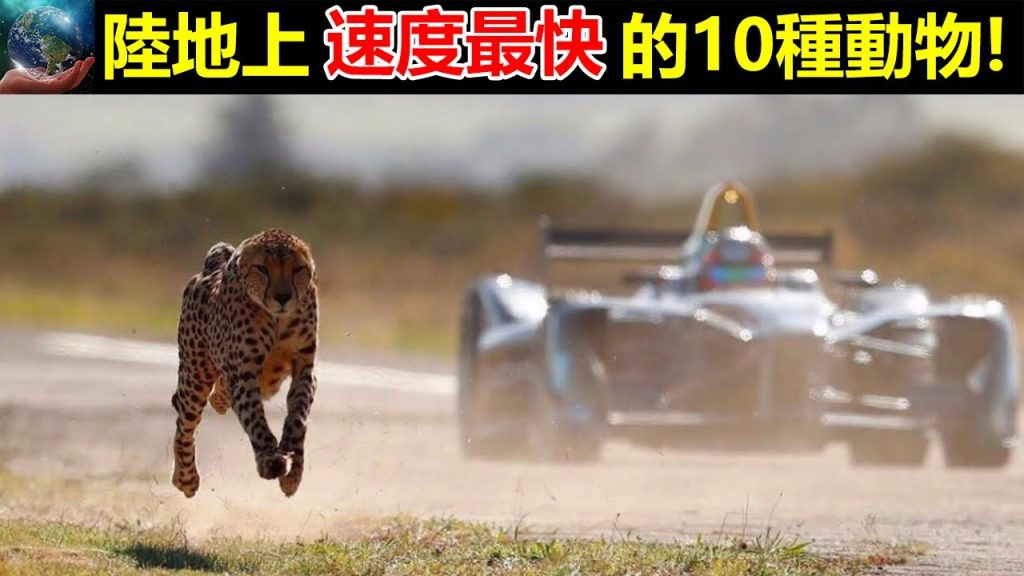 陸地上速度最快的10種動物!第一名你一定知道了!