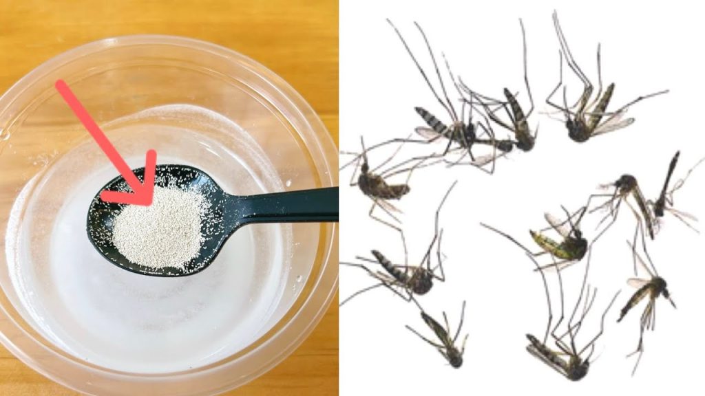 白糖加上它,蚊子來多少死多少,家中的蚊子小飛蟲全部消失了,安全又有效 , add sugar to it, kill mosquitoes, life hacks