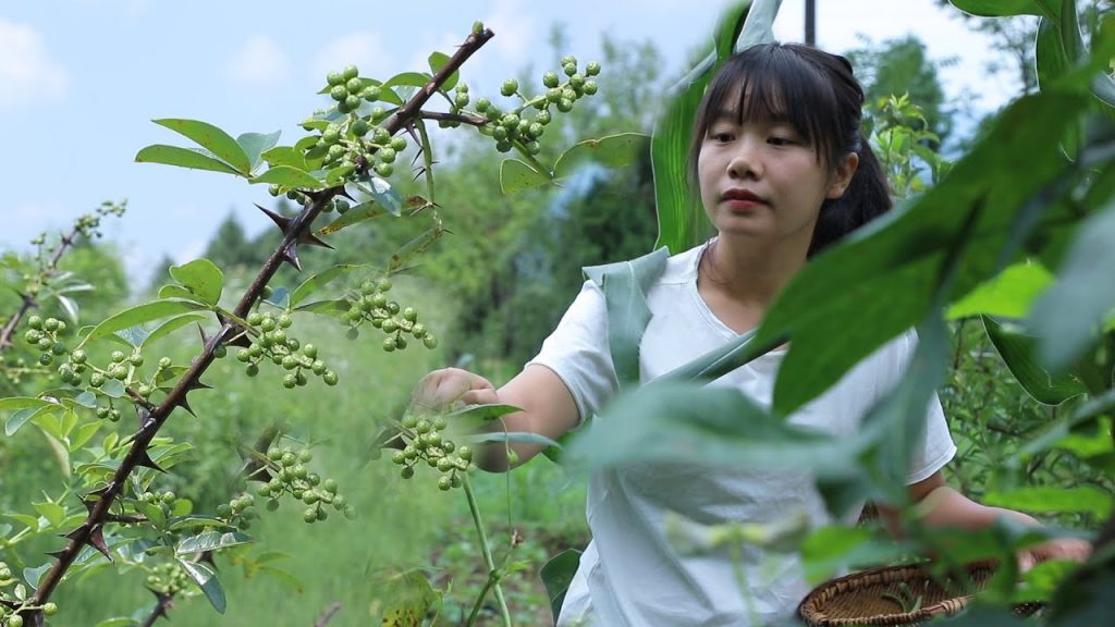 【二米炊煙】山頂的青花椒豐收了,花幾天時間,為家人做兩道特色美食,藤椒缽缽雞和藤椒魚I Green peppercorns