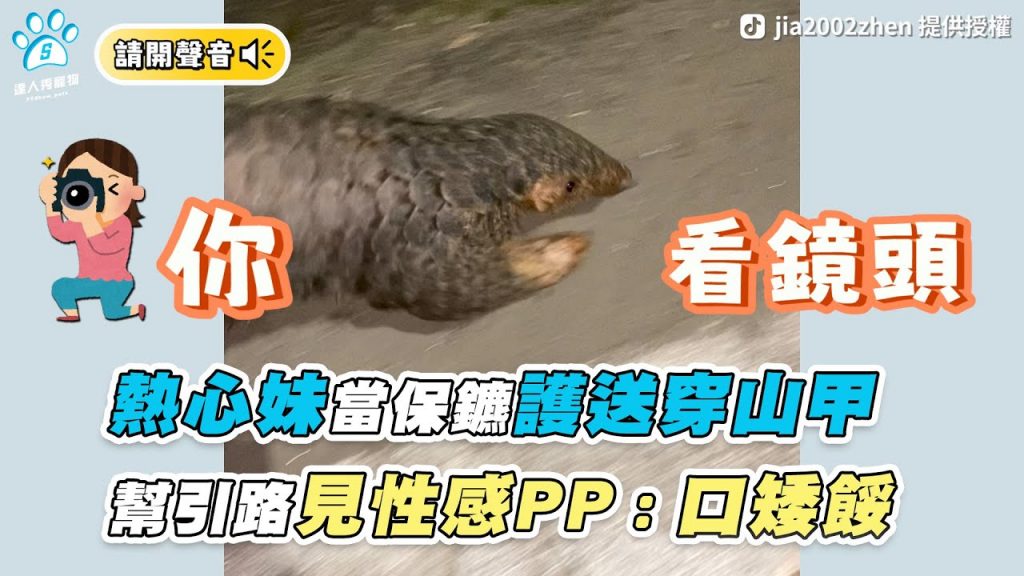 【熱心妹當保鑣護送穿山甲 幫引路見性感PP:口矮餒】|TikTok / jia2002zhen @臺北市立動物園