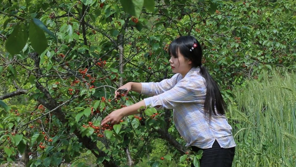 【二米炊煙】Cherry jam and cherry wine滿山的櫻桃紅了,摘了滿滿一籃子,給自己做一罐櫻桃醬和櫻桃酒,嚐嚐鮮