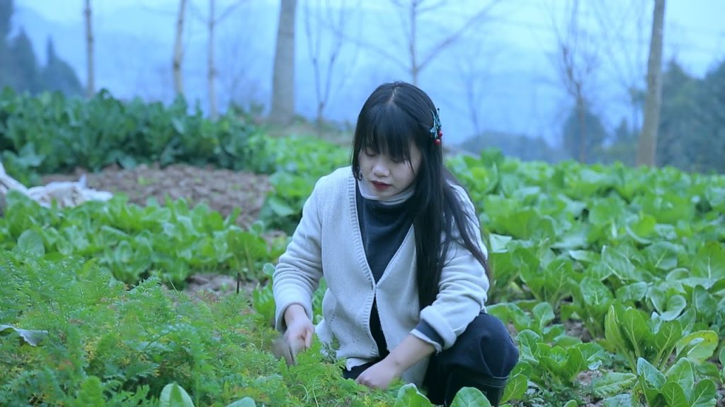 【二米炊煙】地裡的白菜長得很大個,剛好可以做美味的,白菜豬肉火鍋