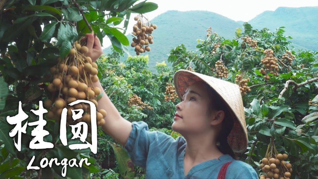 「一席一果」——晶瑩剔透的桂圓【滇西小哥】