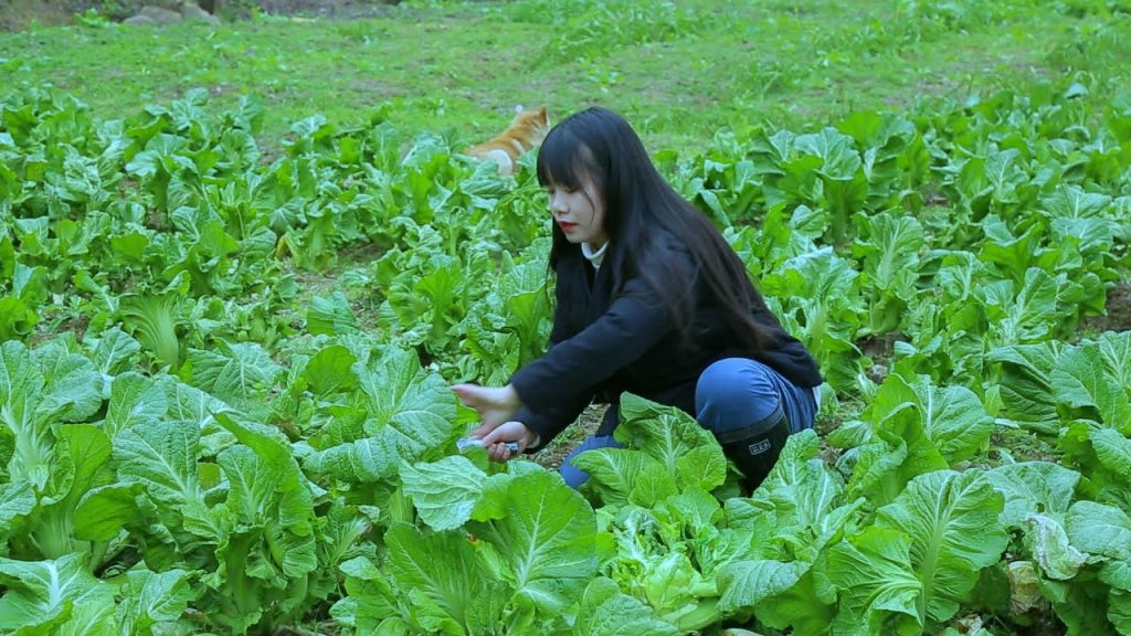 【二米炊煙】因為它的外形,我們當地叫“娃娃菜”,可以做成許多美味的食物