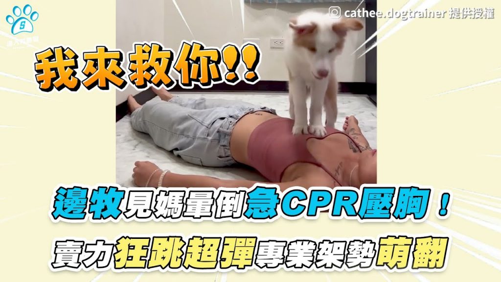【邊牧見媽暈倒急CPR壓胸! 賣力狂跳超彈專業架勢萌翻】|IG / cathee.dogtrainer|網友 / 馬婉珊
