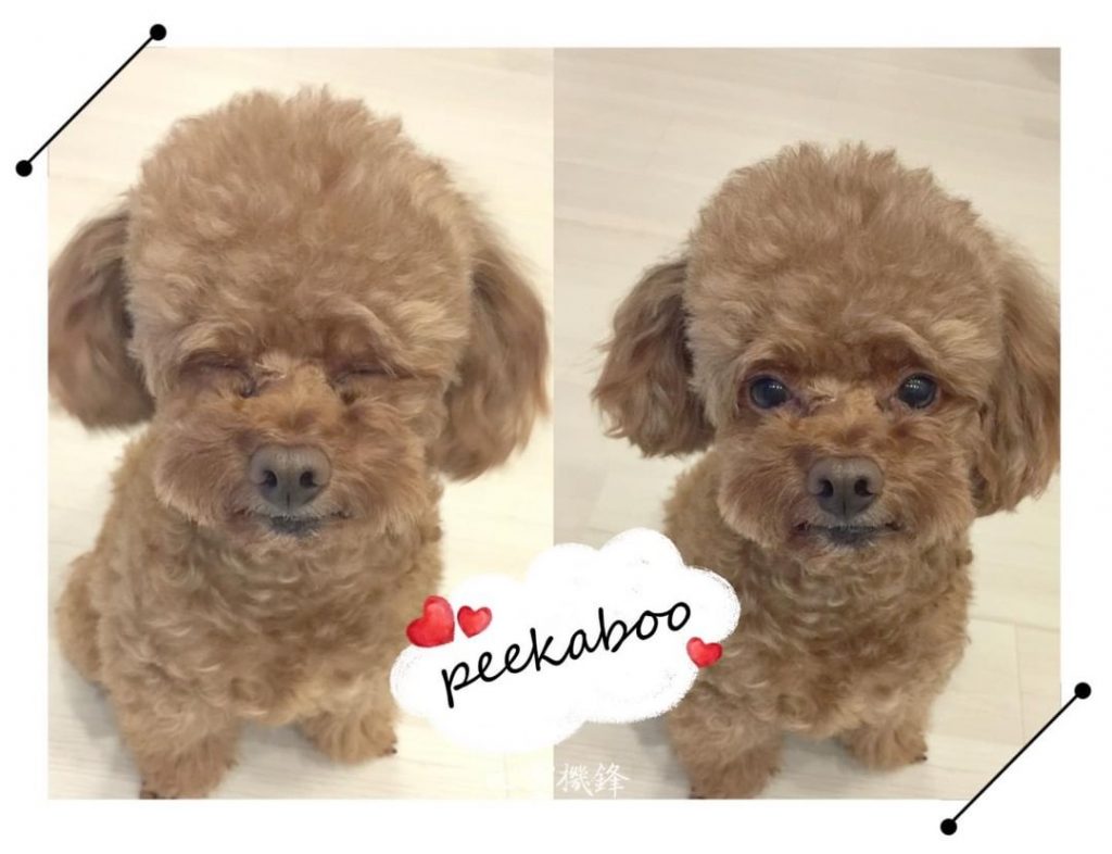 2021.0822 #依附關係 #peekaboo
早期依附關係的重要性
…