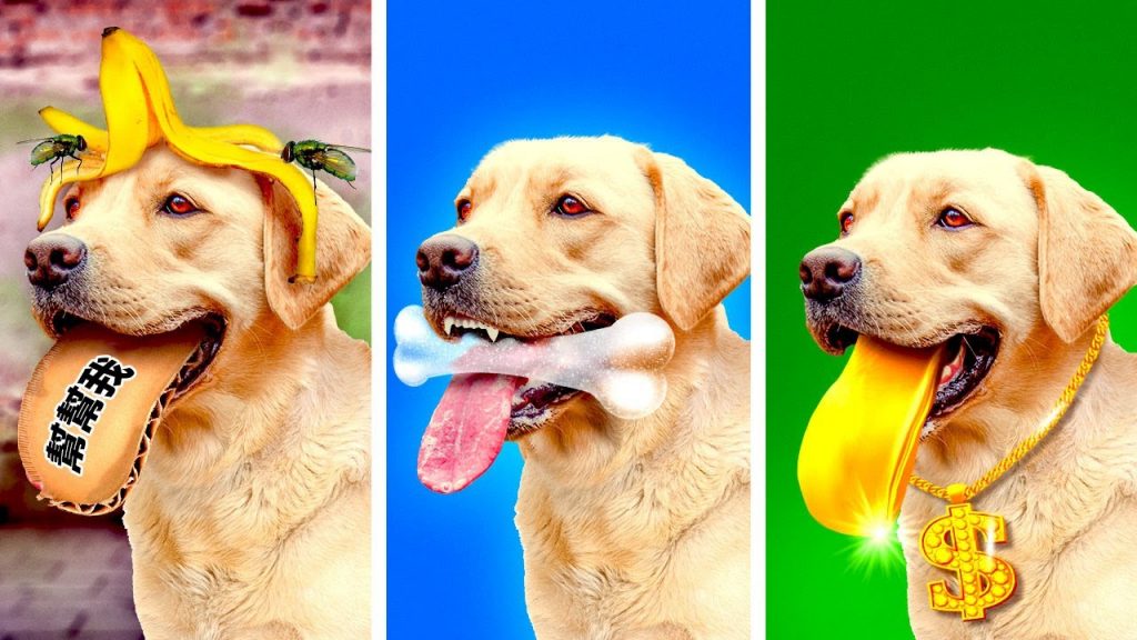 給寵物主人的巨型寶典 || 最佳小物、玩具和小技巧