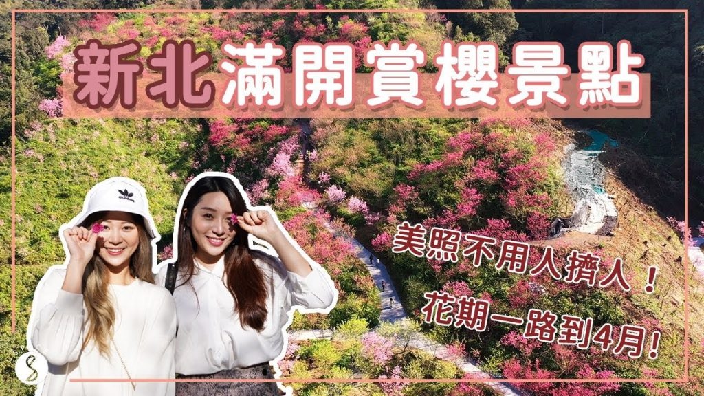 Spice 新北🌶️ | 賞櫻如何避開人潮?北部最大櫻花林,花量爆棚又好拍!賞櫻來新北市就對了!在櫻花樹下邊吃美食邊賞花🌸 | 三峽大熊櫻花林 新店 旅遊 景點