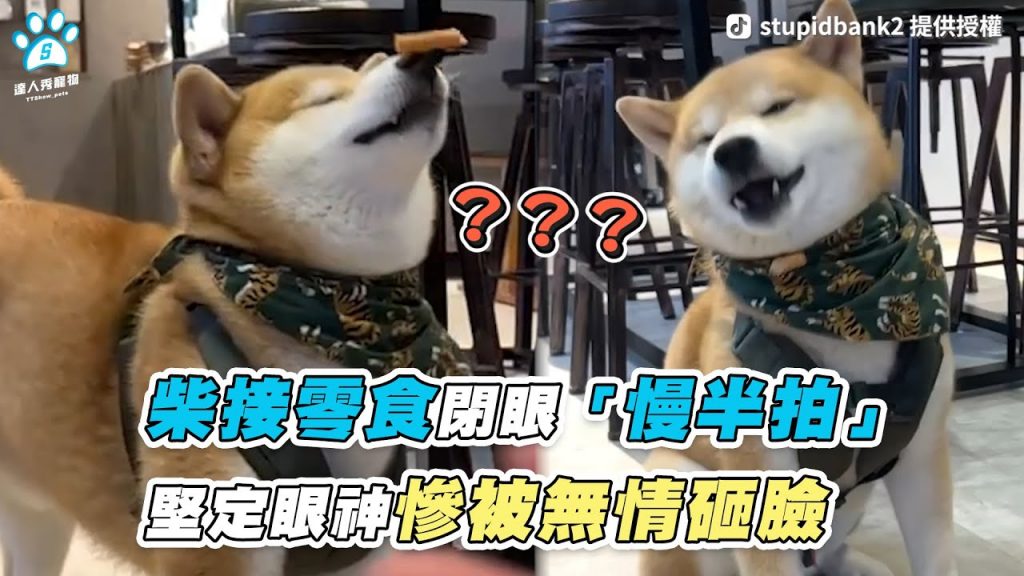 【柴接零食閉眼「慢半拍」 堅定眼神慘被無情砸臉】|TikTok / stupidbank2|網友 / 魏伶伶|IG / im_woody_
