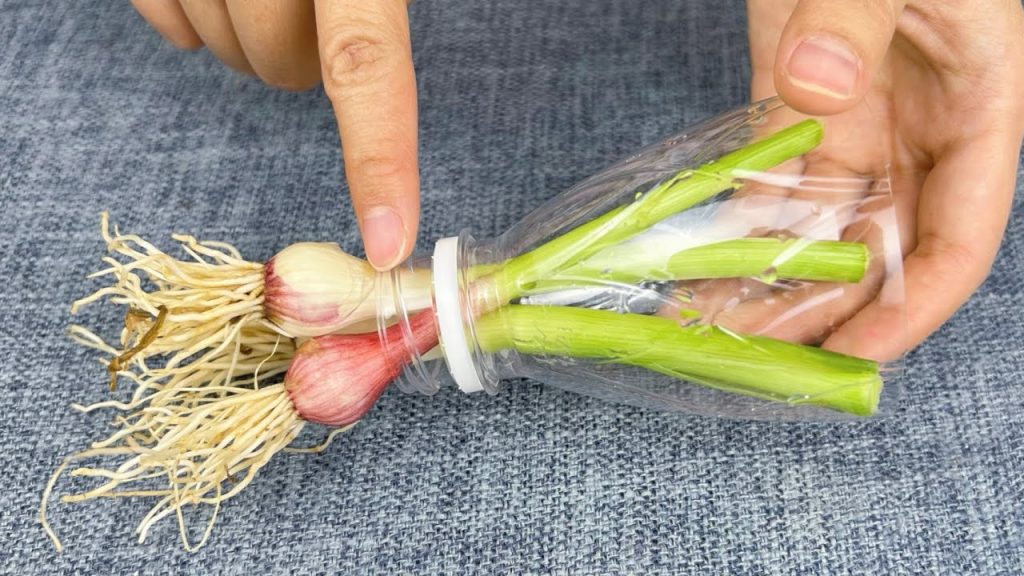 家裡的空水瓶別再扔掉了,用它種大蒜1斤能吃出3斤,鄰居見了紛紛學 ,Growing Garlic and Green Onions Share Life Tips