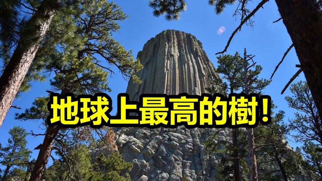 地球上最高的十棵樹!高度直接超出了你的想像!