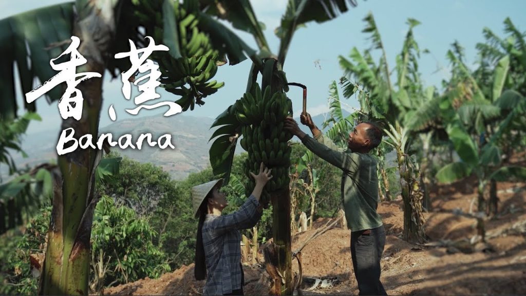 「一席一果」——怒江邊上的香蕉【滇西小哥】