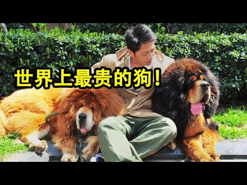 哪一類狗狗最貴?全球身價最高的十種狗!