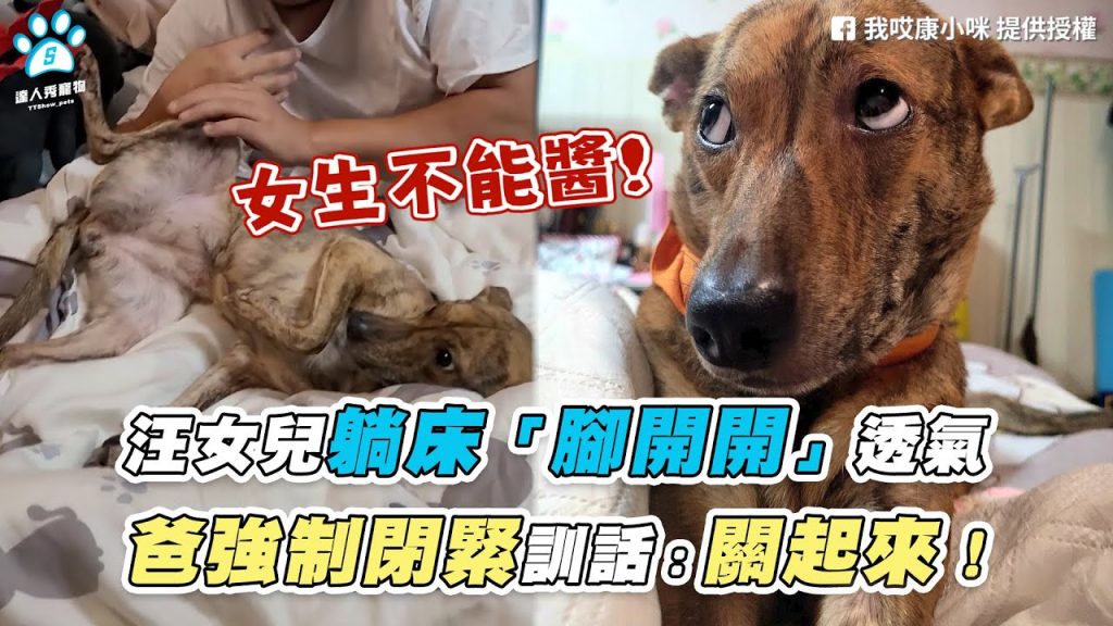 【汪女兒躺床「腳開開」透氣 爸強制閉緊訓話:關起來!】|FB / 我哎康小咪