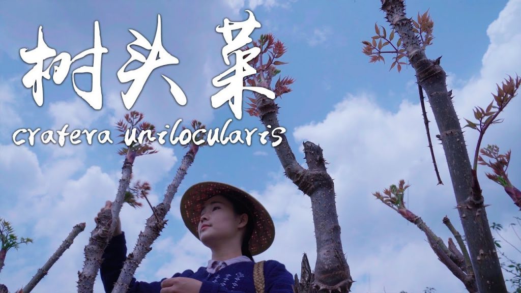 極具營養價值又美味的「山野菜之王」——樹頭菜【滇西小哥】