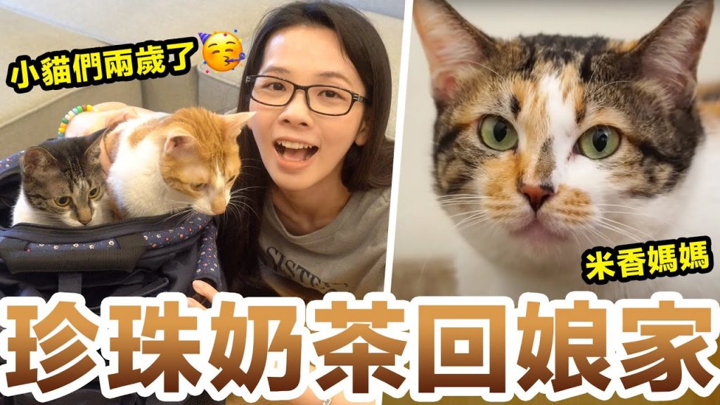 兩歲的珍珠奶茶回娘家囉! 與米香本丸橘皮見面時竟然…! ♥ 滴妹