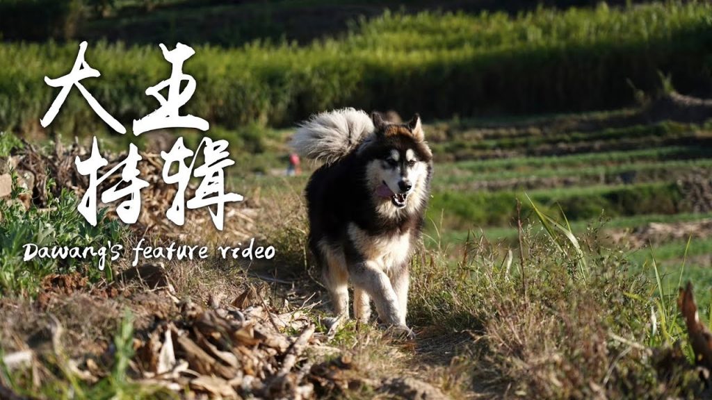 我和大王的故事~【滇西小哥】