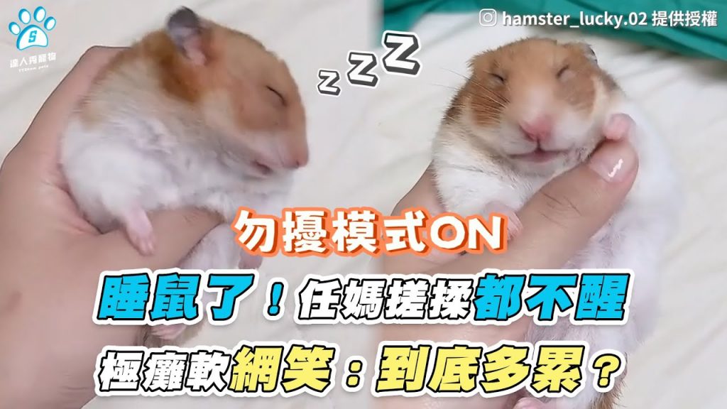 【睡鼠了!任媽搓揉都不醒 極癱軟網笑:到底多累?】|IG /hamster_lucky.02