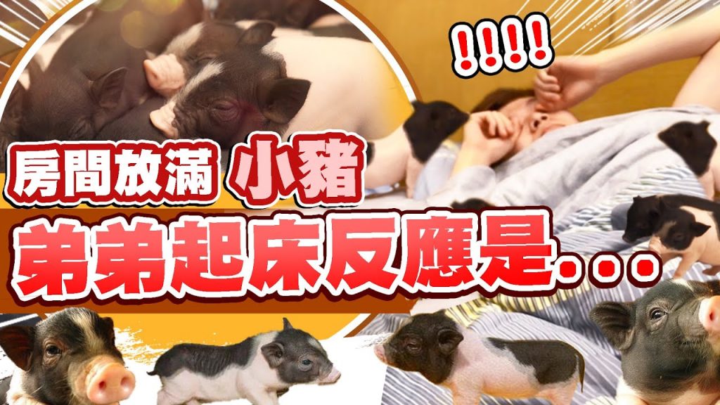 趁弟弟睡覺,把房間放滿豬,第一次被豬尿床!【黃氏兄弟】PRANK整人