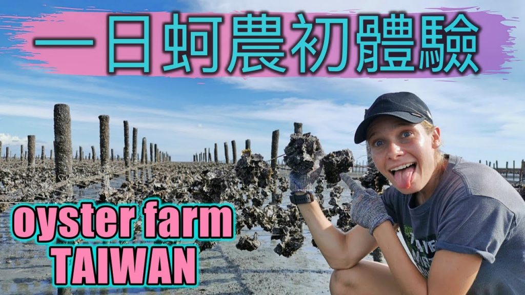 一日蚵農初體驗, 俄羅斯女孩的第一次 !! Being an oyster farmer in Taiwan, Changhua| 探索蚵仔的生長過程!! 搭著牛車下田去| 家庭旅遊首選| 彰化芳苑