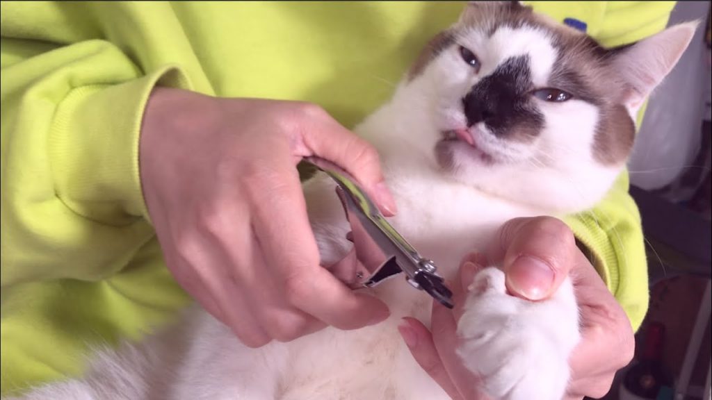 小日常//今天在家幫UMI&SORA剪指甲!太療癒了❤️