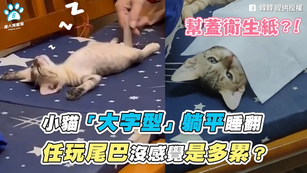 【小貓「大字型」躺平睡翻 任玩尾巴沒感覺是多累?】|網友 / 韓韓 / Chu Chu Wang
